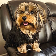 Bentley is registered to the contest to win money with this photo: animal, black_fur, companion, cozy, cute, cute_pet, dog, domestic_animal, friendly, fur, furry, happy, house, indoor, leather_couch, pet, sitting, small_dog, tan_fur, tongue_out