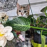 animal, cat, closeup, colorful, curious, cute, decor, face, feline, flower, green, home, indoor, leaf, nature, pet, plant, pot, table, vase