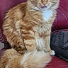 animal, cat, cute, domestic_cat, feline, fluffy, fur, green_eyes, household, indoor, looking_at_camera, orange_tabby, pet, portrait, red_leather_chair, resting, sitting, tail, tongue_out, whiskers