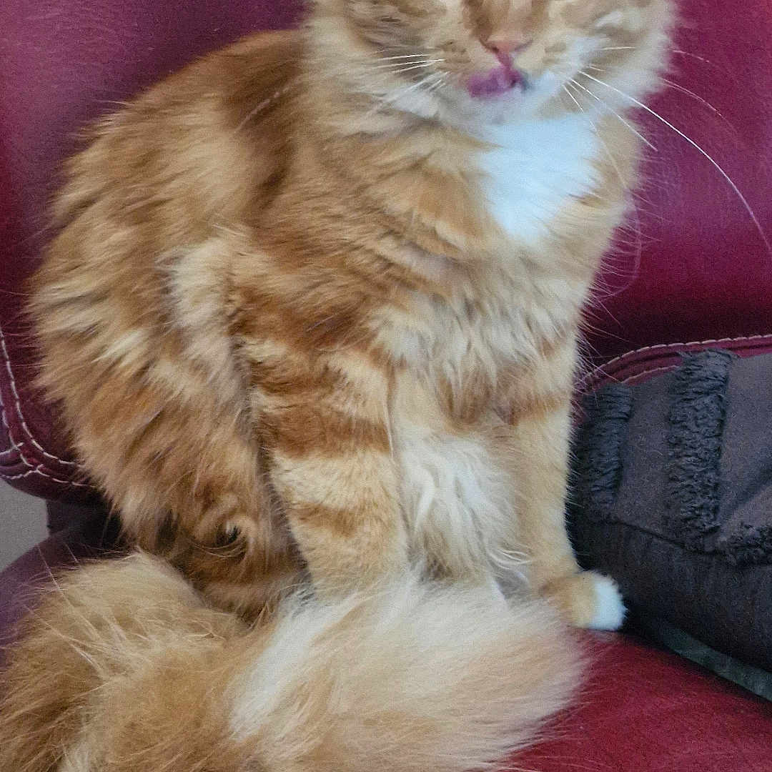 Natsu participe au concours pour gagner de l'argent avec cette photo : cat, orange_tabby, fluffy, sitting, red_leather_chair, tongue_out, pet, feline, indoor, cute, whiskers, tail, fur, animal, domestic_cat, green_eyes, portrait, resting, looking_at_camera, household