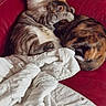 animal, blanket, calico_cat, cat, cats, companion, couch, cozy, cute, domestic_animal, fur, hugging, indoor, love, pet, red_couch, relaxing, resting, snuggling, tabby_cat