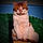 Kitty