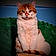 Kitty