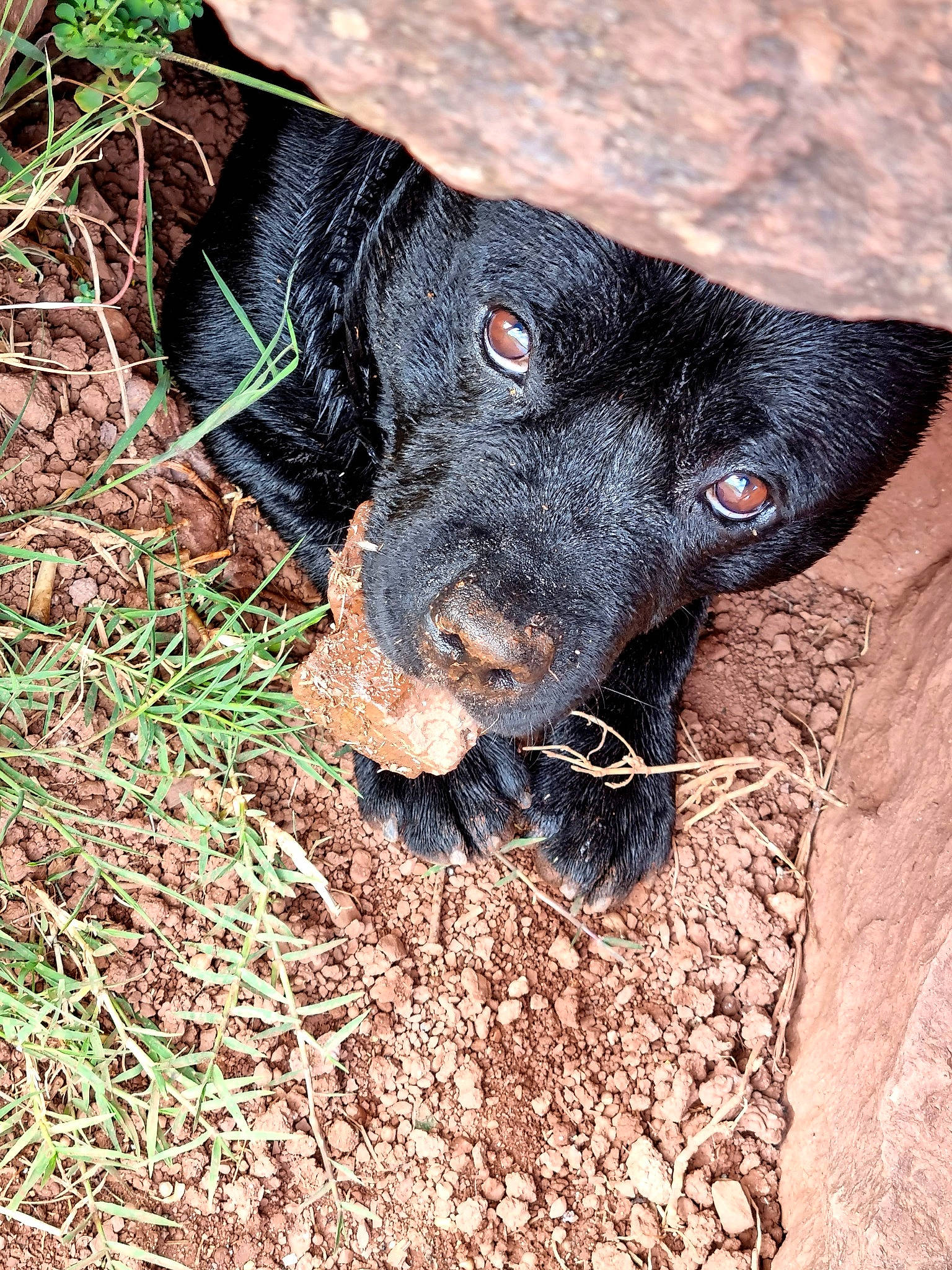 Niro a rejoint le concours — aidez-le/la à gagner de superbes lots ! borador, canidae, carnivore, companion_dog, dog, dog_breed, electric_blue, fawn, fur, grass, gun_dog, liver, plant, retriever, snout, soil, sporting_group, terrestrial_animal, whiskers, working_animal