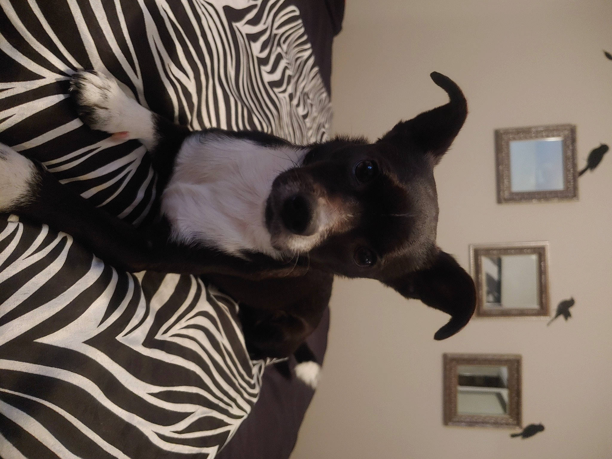 Gucci joined the competition — help win amazing prizes! canidae, carnivore, dog_breed, ear, eyelash, fawn, felidae, fur, jaw, monochrome_photography, paw, picture_frame, small_to_medium_sized_cats, snout, sporting_group, tail, terrestrial_animal, whiskers, wildlife, working_animal