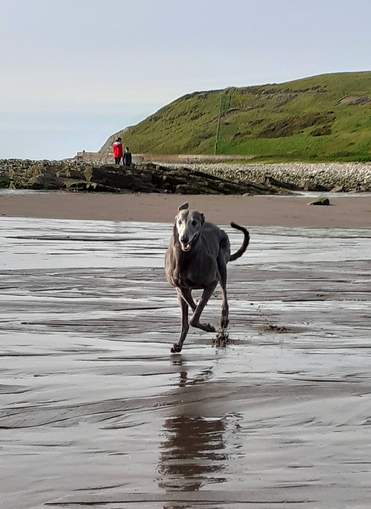 Cooper joined the competition — help win amazing prizes! beach, canidae, carnivore, collar, dog, dog_breed, dog_walking, fawn, lake, leash, ocean, rampur_greyhound, recreation, sand, sky, sporting_group, water, wave, wind_wave, working_animal