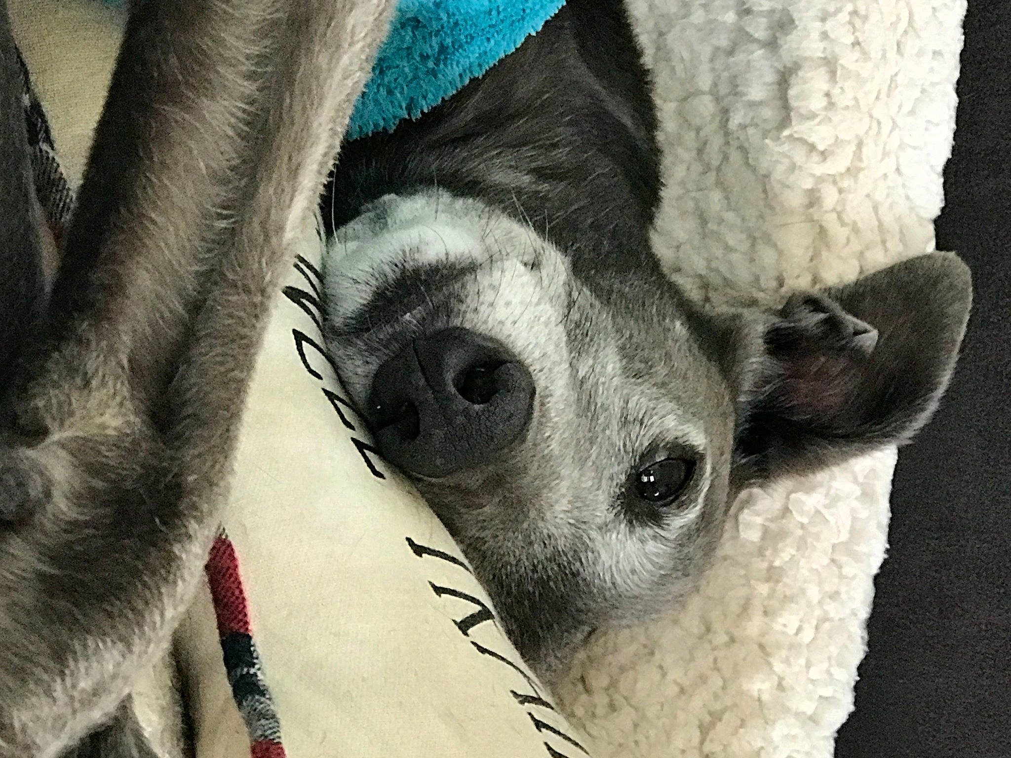 Cooper joined the competition — help win amazing prizes! carnivore, close_up, comfort, companion_dog, couch, dog, dog_breed, ear, eye, eyelash, fawn, foot, grey, human_body, human_leg, leg, snout, textile, whiskers, working_animal