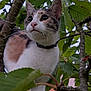 cat, animal, tree, leaves, outdoor, nature, pet, fur, whiskers, collar, closeup, alert, curious, branch, green, wildlife, mammal, portrait, young, feline