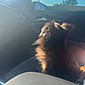dog, car_interior, sunlight, window, seat, fur, pet, animal, daylight, passenger_seat, nature_outside, blue_sky, tree, vehicle, leather_seat, shadow, sunshine, domestic_animal, side_mirror, calm