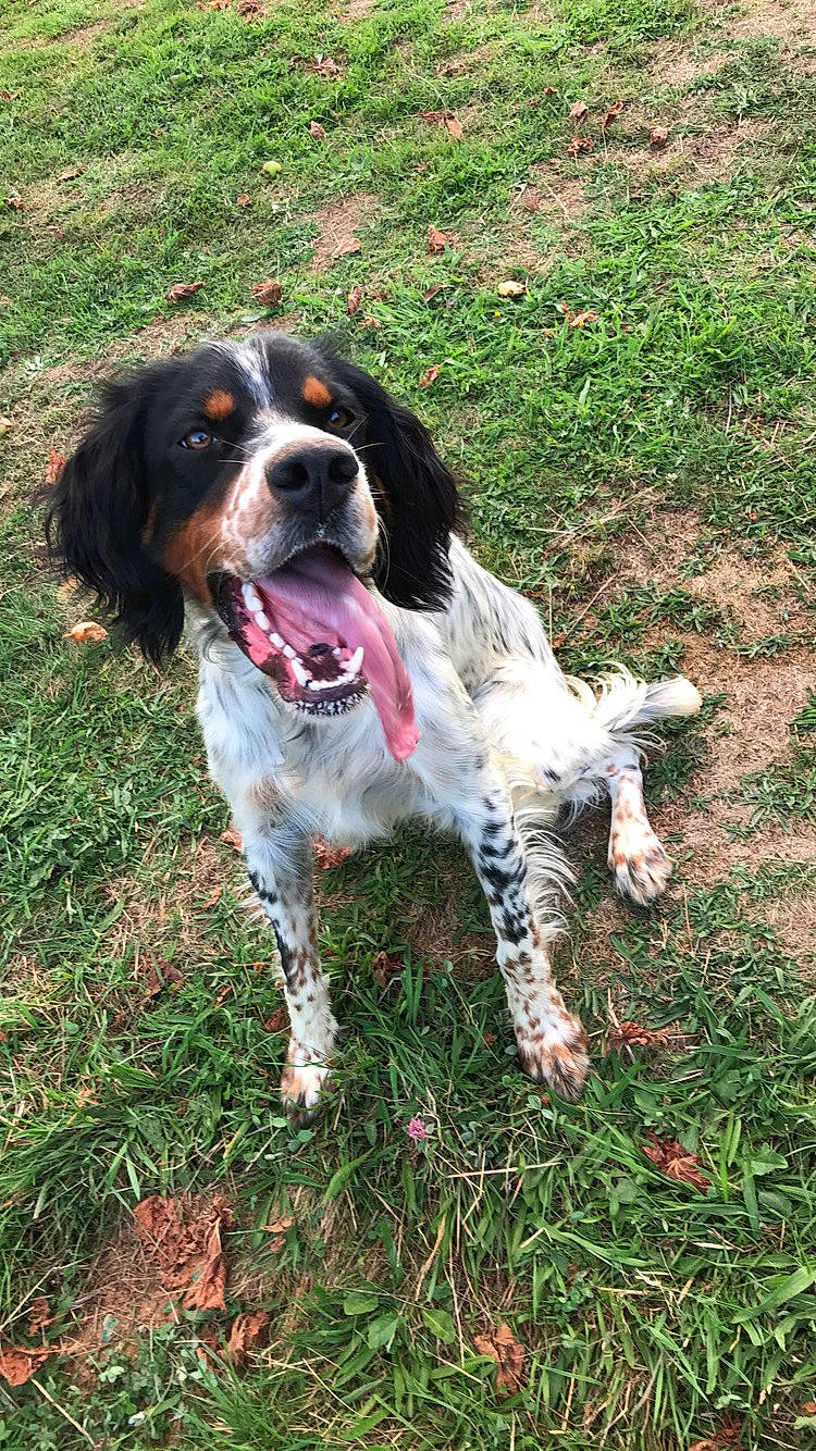 Oreo a rejoint le concours — aidez-le/la à gagner de superbes lots ! blue_picardy_spaniel, canidae, carnivore, cocker_spaniel, dog, dog_breed, english_setter, french_spaniel, german_longhaired_pointer, german_spaniel, king_charles_spaniel, large_munsterlander, mammal, picardy_spaniel, russian_spaniel, setter, small_munsterlander, spaniel, sporting_group, vertebrate