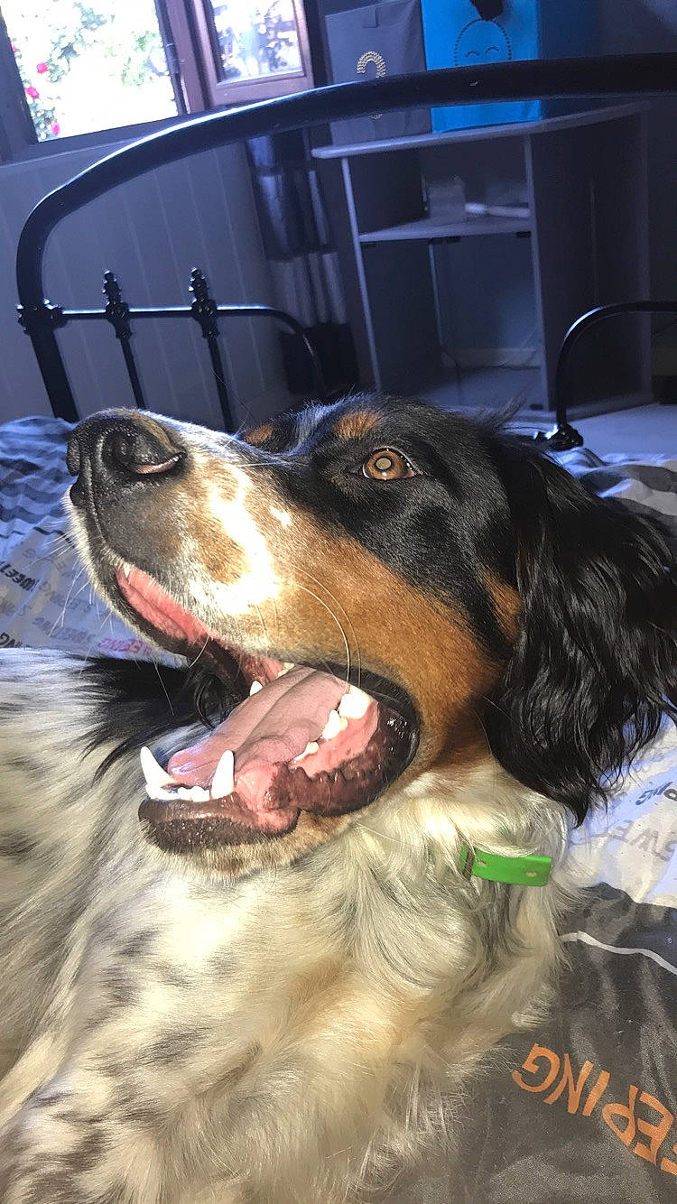 Oreo participe au concours pour gagner de l'argent avec cette photo : bernese_mountain_dog, canidae, carnivore, dog, dog_breed, english_setter, english_shepherd, mammal, setter, snout, sporting_group, vertebrate, working_dog