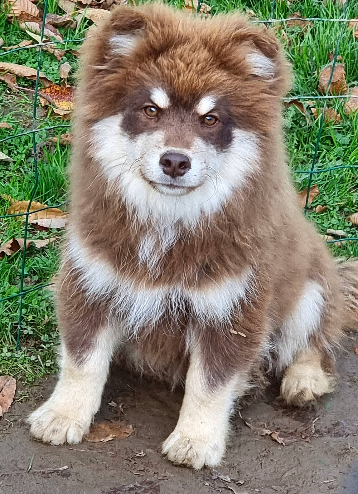 Twix participe au concours pour gagner de l'argent avec cette photo : ancient_dog_breeds, canidae, carnivore, companion_dog, dog_breed, fawn, fur, grass, plant, snout, terrestrial_animal, tree, whiskers, wildlife, working_animal, zoo
