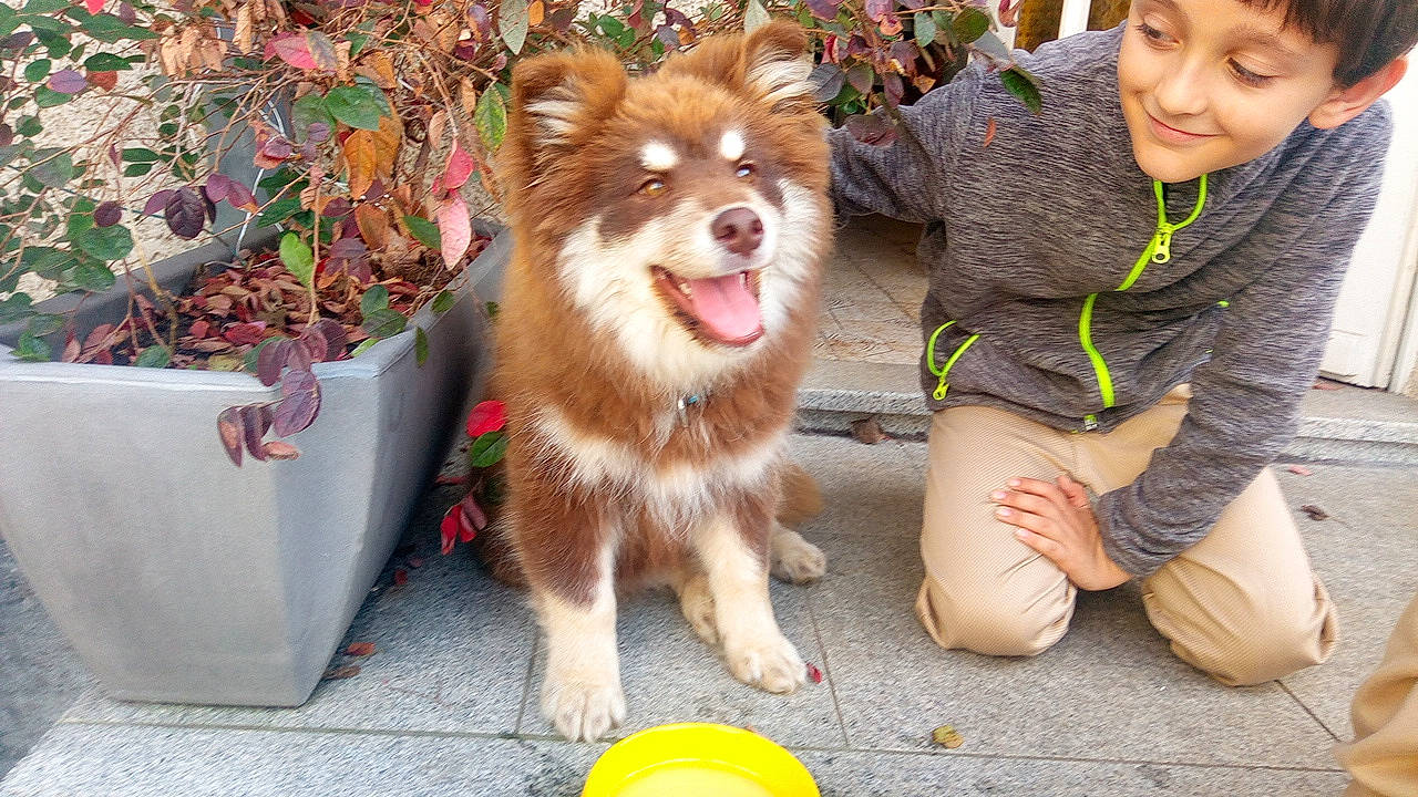 Twix participe au concours pour gagner de l'argent avec cette photo : carnivore, companion_dog, dog, dog_breed, dog_supply, fawn, fur, grass, happy, herding_dog, leash, plant, smile, snout, spitz, sporting_group, toddler, toy_dog, whiskers, working_dog