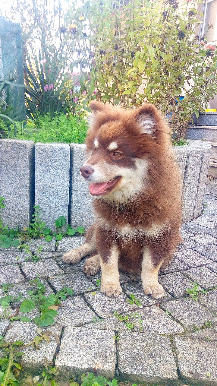 Twix a rejoint le concours — aidez-le/la à gagner de superbes lots ! canidae, canis, carnivore, companion_dog, dog, dog_breed, fawn, fur, german_spitz, german_spitz_klein, german_spitz_mittel, grass, plant, snout, spitz, sporting_group, tail, terrestrial_animal, whiskers, wildlife