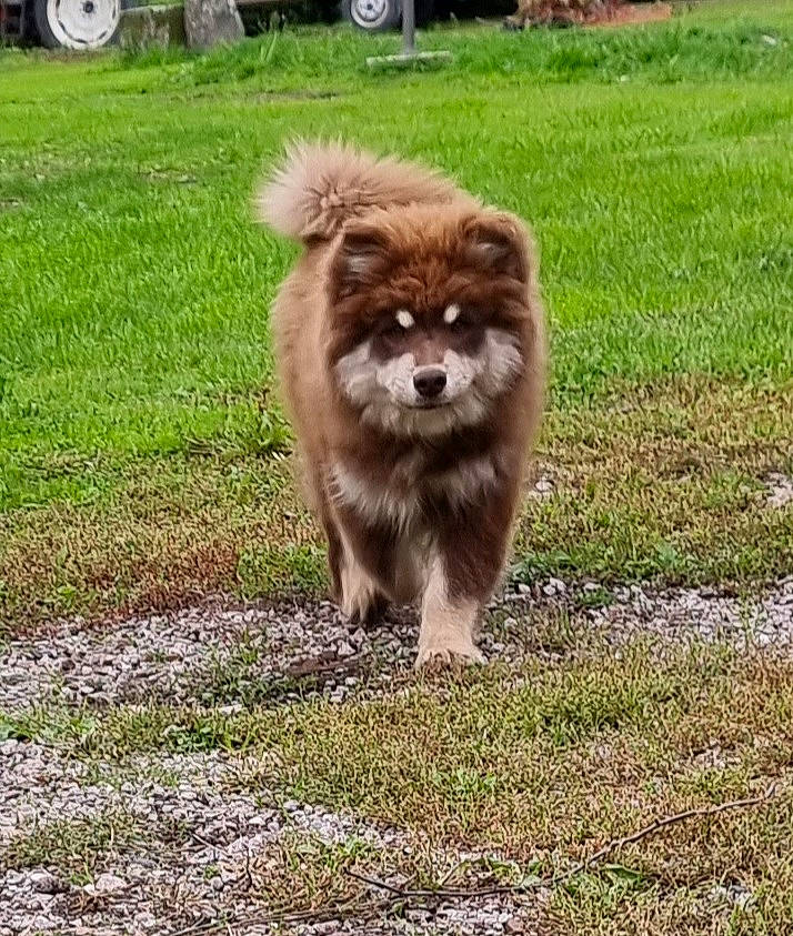 Twix participe au concours pour gagner de l'argent avec cette photo : canidae, carnivore, companion_dog, dog, dog_breed, fawn, fur, grass, liver, plant, snout, soil, sporting_group, tail, terrestrial_animal, tire, tread, vehicle, wheel, working_animal