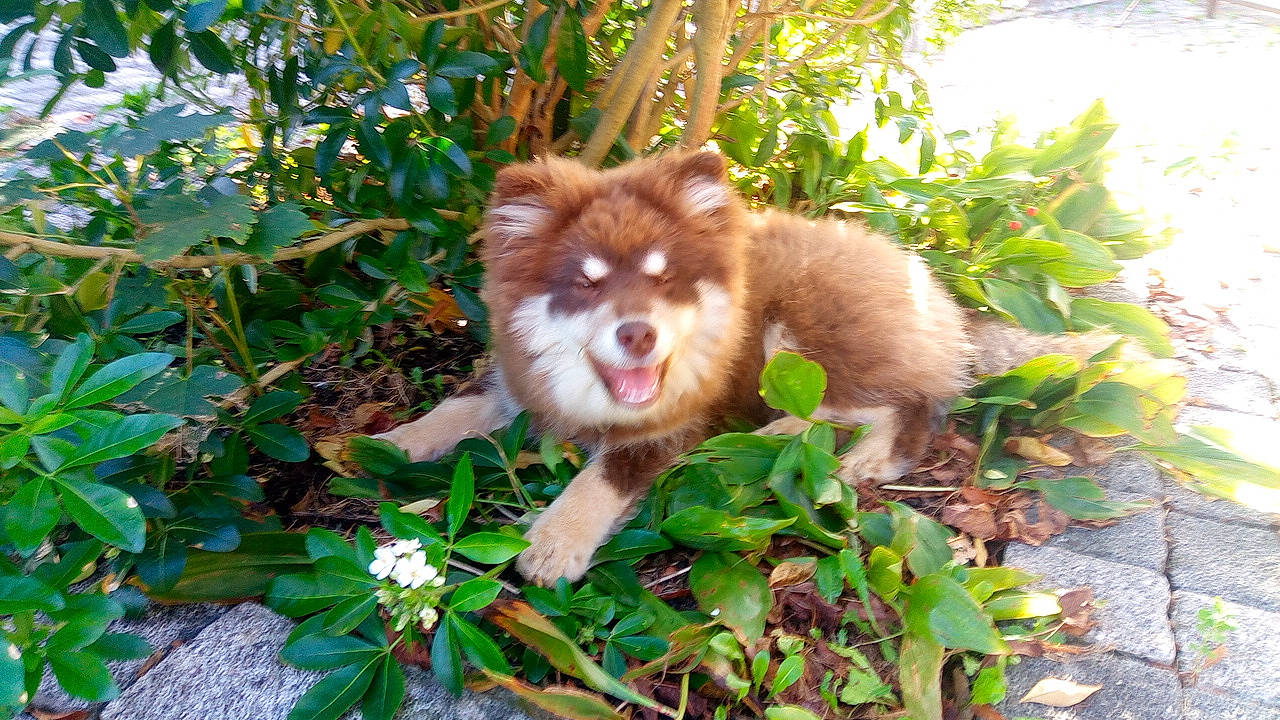 Twix participe au concours pour gagner de l'argent avec cette photo : annual_plant, canidae, carnivore, companion_dog, dog, dog_breed, fawn, fur, grass, jungle, liver, plant, snout, sporting_group, terrestrial_animal, terrestrial_plant, tree, whiskers, wildlife