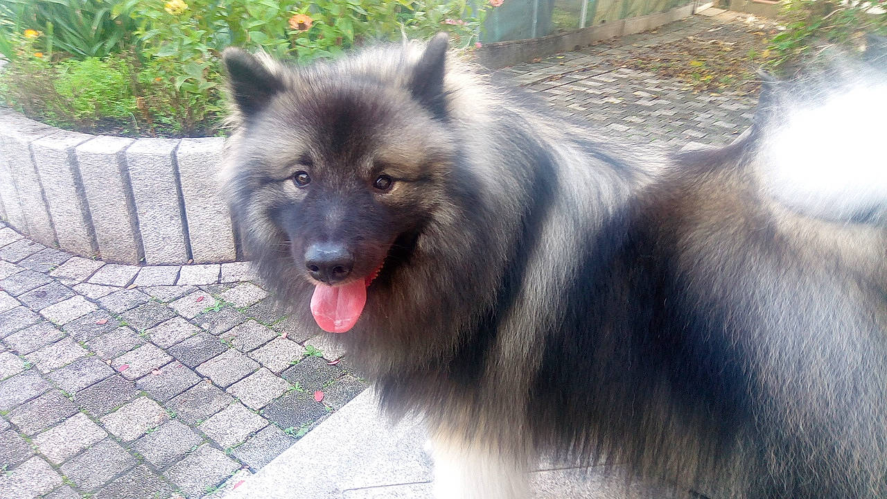 Saïko participe au concours pour gagner de l'argent avec cette photo : ancient_dog_breeds, canidae, canis, carnivore, companion_dog, dog, dog_breed, fur, german_spitz_mittel, herding_dog, keeshond, non_sporting_group, plant, snout, sporting_group, terrestrial_animal, working_animal, working_dog