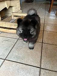 Saïko participe au concours pour gagner de l'argent avec cette photo : canidae, carnivore, companion_dog, dog, dog_breed, fawn, floor, flooring, fur, hardwood, liver, snout, sporting_group, tail, terrestrial_animal, tile_flooring, toy_dog, whiskers, wood, working_animal