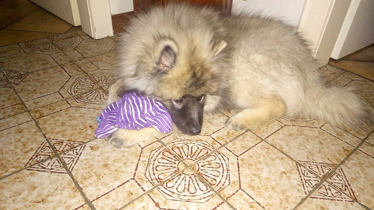 Saïko a rejoint le concours — aidez-le/la à gagner de superbes lots ! carnivore, claw, comfort, companion_dog, dog, dog_breed, fawn, felidae, floor, flooring, fur, german_spitz_mittel, hardwood, paw, small_to_medium_sized_cats, snout, tail, terrestrial_animal, whiskers, working_animal