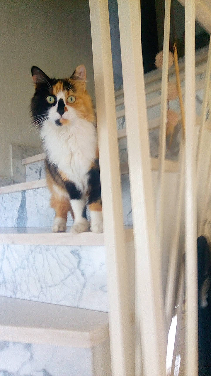 Pixie a rejoint le concours — aidez-le/la à gagner de superbes lots ! canidae, carnivore, cat, companion_dog, dog_breed, door, fawn, felidae, fur, small_to_medium_sized_cats, tail, tree, whiskers, window, wood