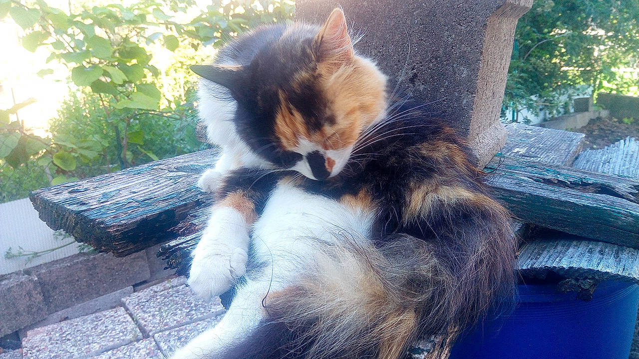 Pixie a rejoint le concours — aidez-le/la à gagner de superbes lots ! art, carnivore, cat, companion_dog, domestic_short_haired_cat, fawn, felidae, fur, grass, paw, plant, sitting, small_to_medium_sized_cats, snout, tail, tree, whiskers, window, winter, wood