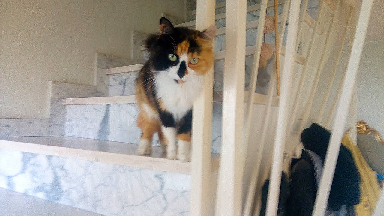 Pixie participe au concours pour gagner de l'argent avec cette photo : canidae, carnivore, cat, companion_dog, dog_breed, door, felidae, fur, porch, room, small_to_medium_sized_cats, sporting_group, tail, terrestrial_animal, whiskers, window, wood