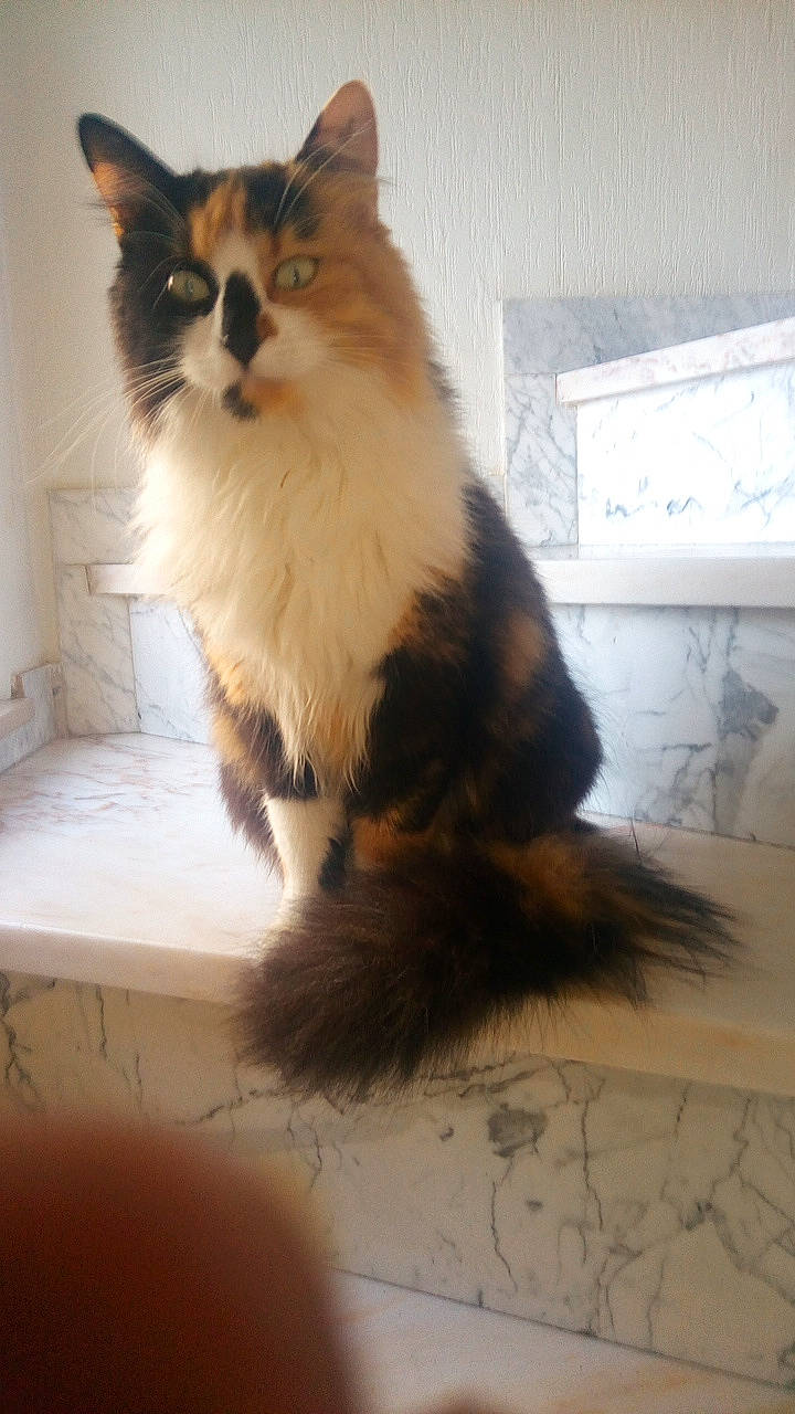 Pixie participe au concours pour gagner de l'argent avec cette photo : box, british_longhair, carnivore, cat, claw, domestic_short_haired_cat, fawn, felidae, floor, flooring, fur, hardwood, maine_coon, paw, small_to_medium_sized_cats, tail, terrestrial_animal, whiskers, window, wood