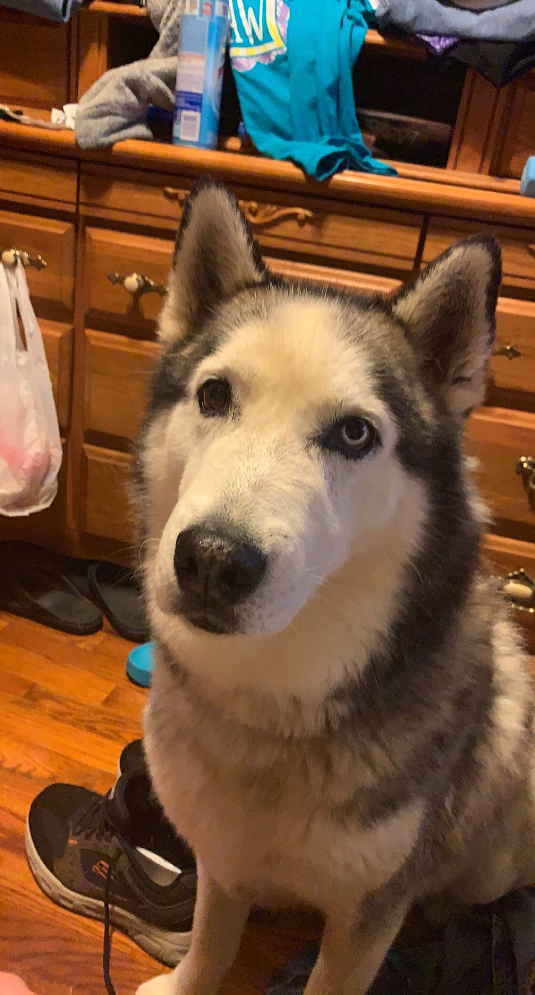 Gunner joined the competition — help win amazing prizes! bag, blue, cabinetry, canidae, carnivore, companion_dog, dog, dog_breed, flooring, fur, hardwood, luggage_and_bags, sled_dog, snout, sporting_group, terrestrial_animal, whiskers, wildlife, wood, working_animal