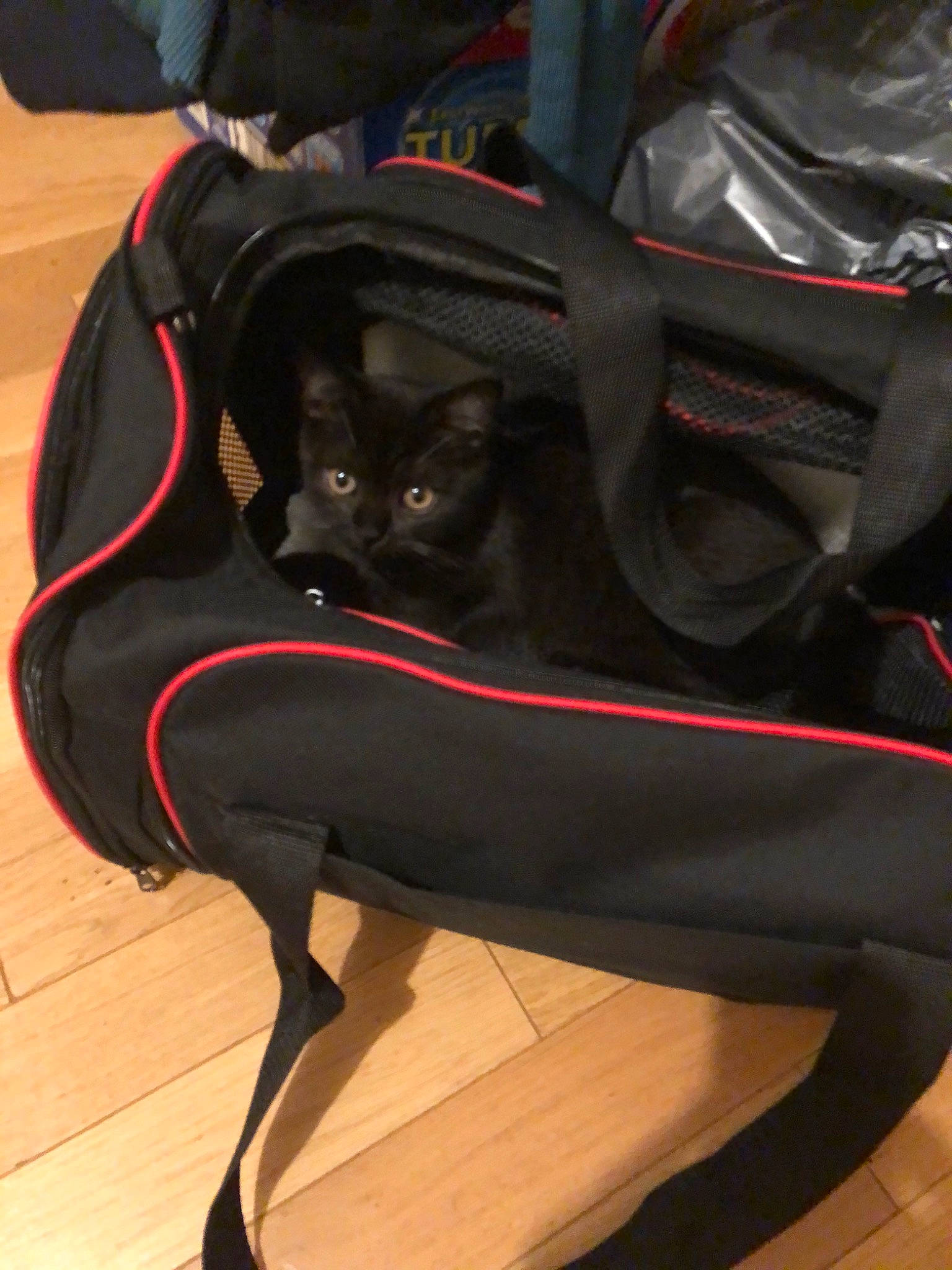 Midnight participe au concours pour gagner de l'argent avec cette photo :