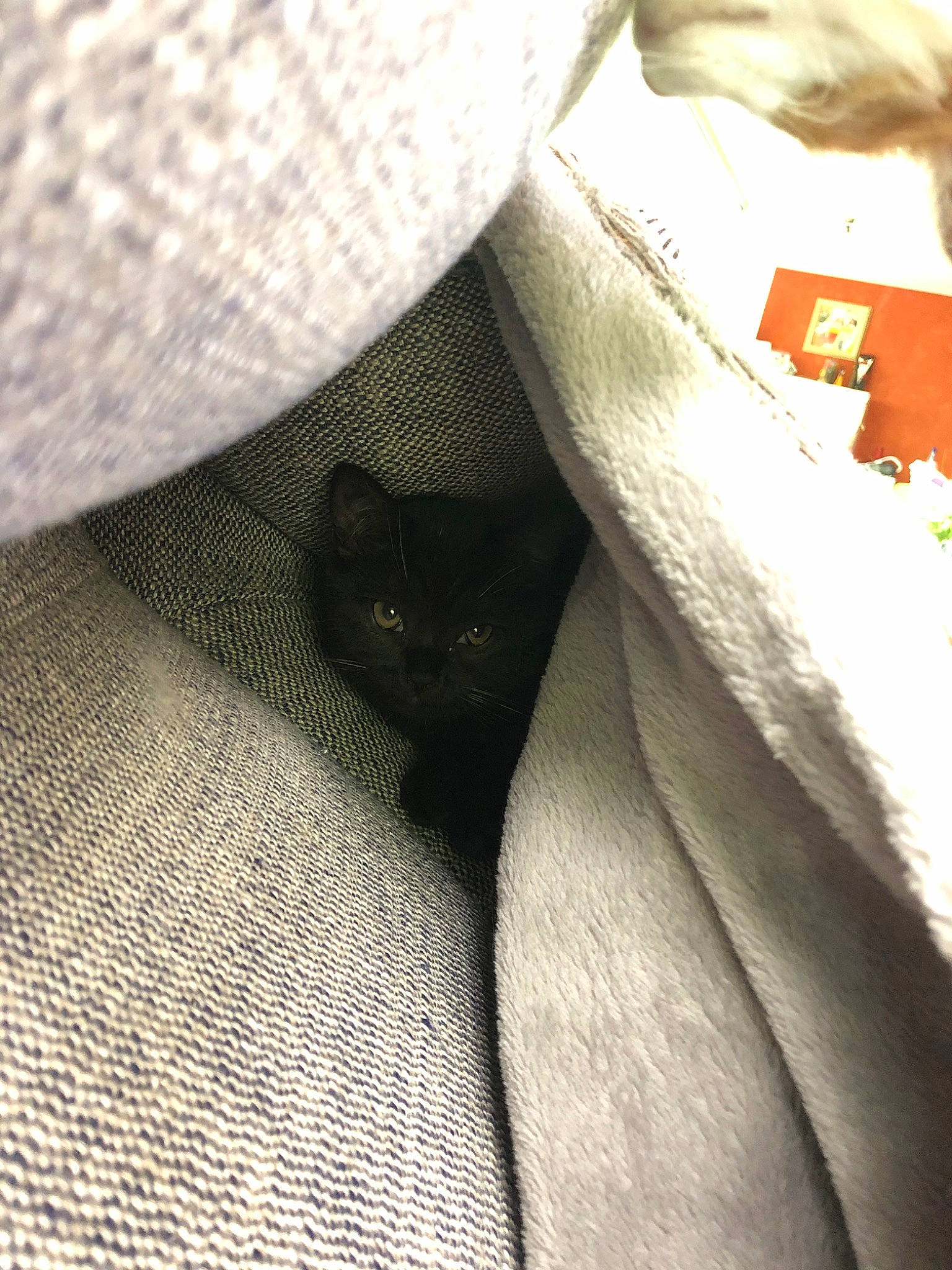 Minuit participe au concours pour gagner de l'argent avec cette photo : cat, felidae, leg, linens, small_to_medium_sized_cats, snout