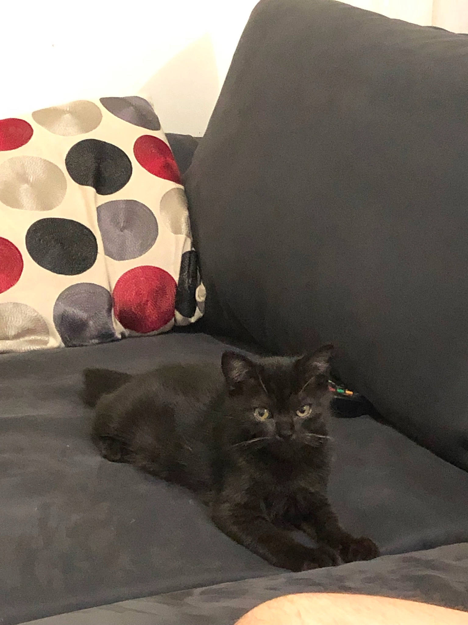 Minuit participe au concours pour gagner de l'argent avec cette photo : asian, black, black_cat, british_shorthair, carnivore, cat, chair, chartreux, comfort, domestic_short_haired_cat, felidae, kitten, korat, small_to_medium_sized_cats, whiskers