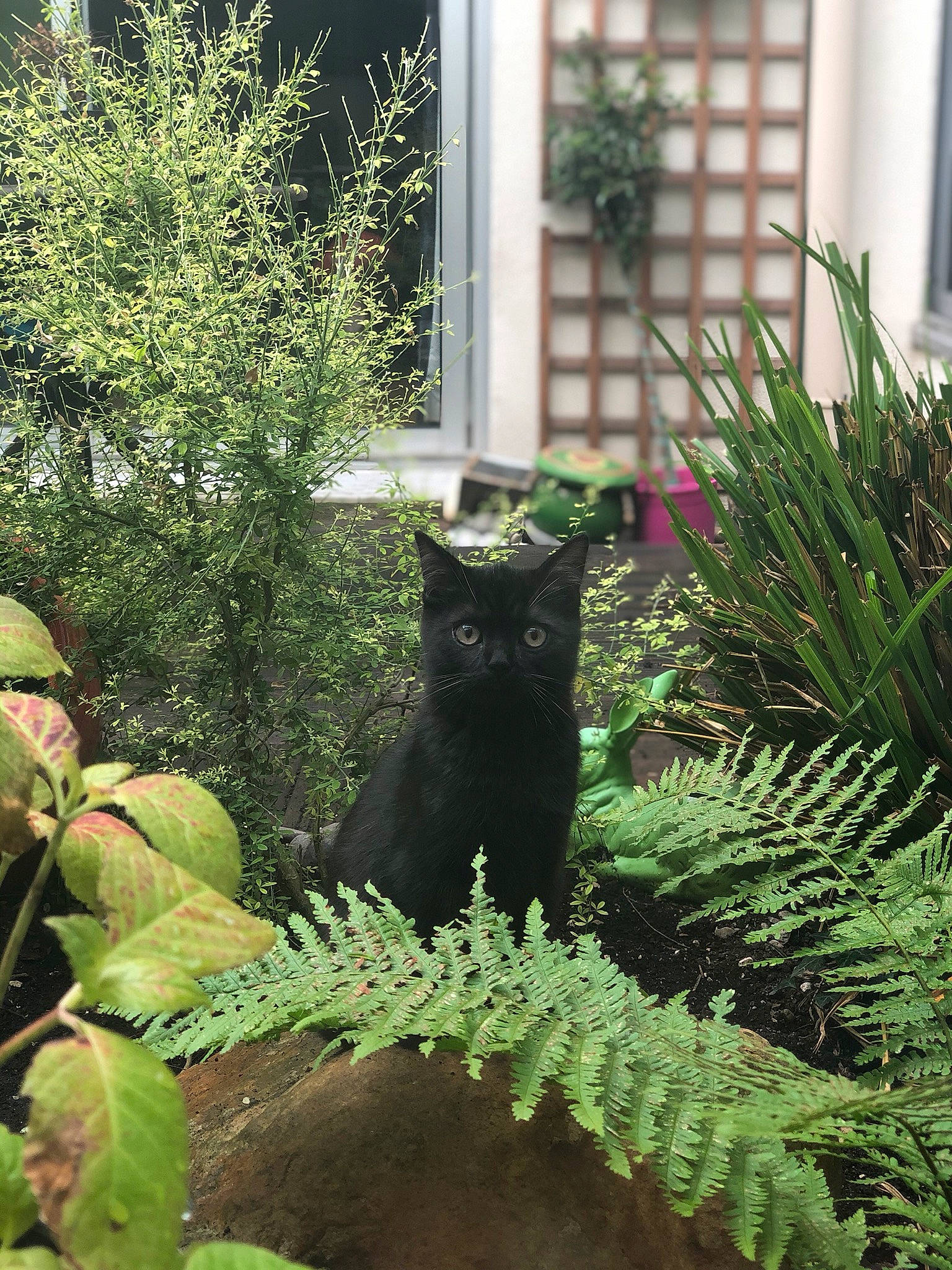 Minuit participe au concours pour gagner de l'argent avec cette photo : black_cat, botany, carnivore, cat, felidae, fern, ferns_and_horsetails, garden, grass, grass_family, herb, home, plant, shrub, small_to_medium_sized_cats, tail, tree, vascular_plant, window, yard