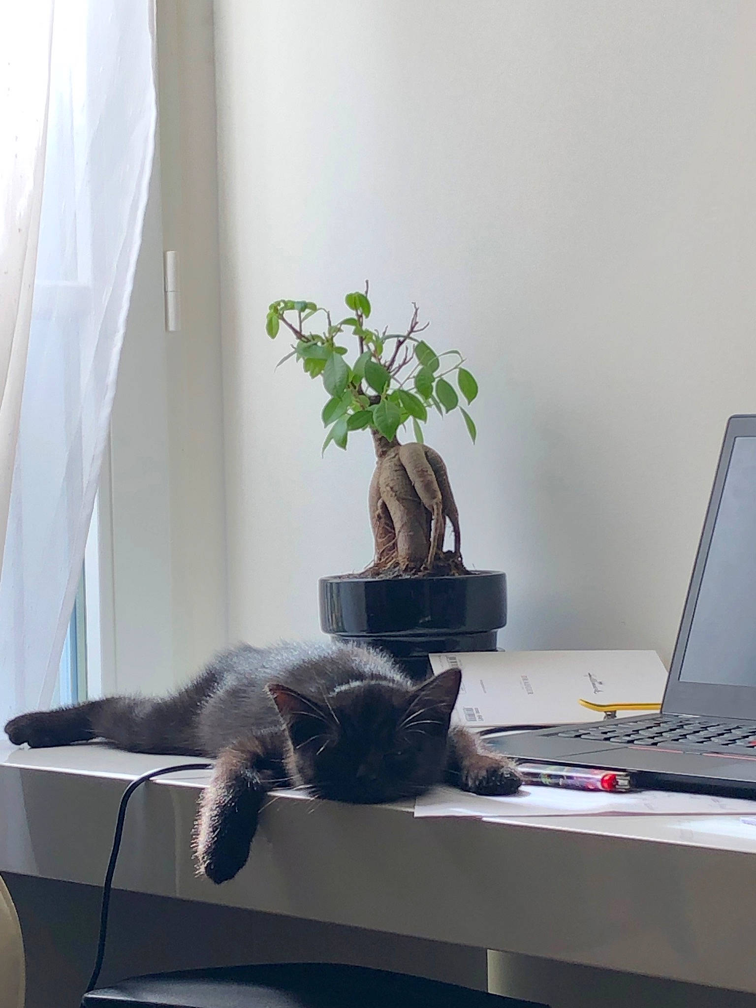 Minuit a rejoint le concours — aidez-le/la à gagner de superbes lots ! british_shorthair, carnivore, cat, comfort, desk, domestic_short_haired_cat, felidae, fur, furniture, home, houseplant, interior_design, plant, russian_blue, small_to_medium_sized_cats, table, tail, whiskers, window