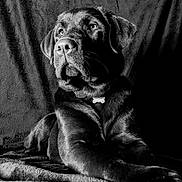 Arkana a rejoint le concours — aidez-le/la à gagner de superbes lots ! dog, black_dog, portrait, pet, animal, canine, laying_down, blanket, indoor, monochrome, black_and_white, fur, collar, tag, close_up, texture, peaceful, relaxed, studio, background