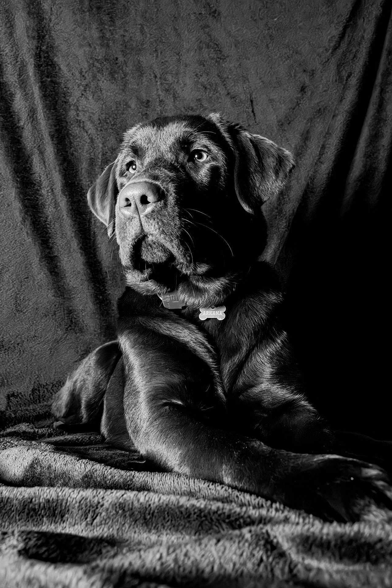 Arkana a rejoint le concours — aidez-le/la à gagner de superbes lots ! dog, black_dog, portrait, pet, animal, canine, laying_down, blanket, indoor, monochrome, black_and_white, fur, collar, tag, close_up, texture, peaceful, relaxed, studio, background