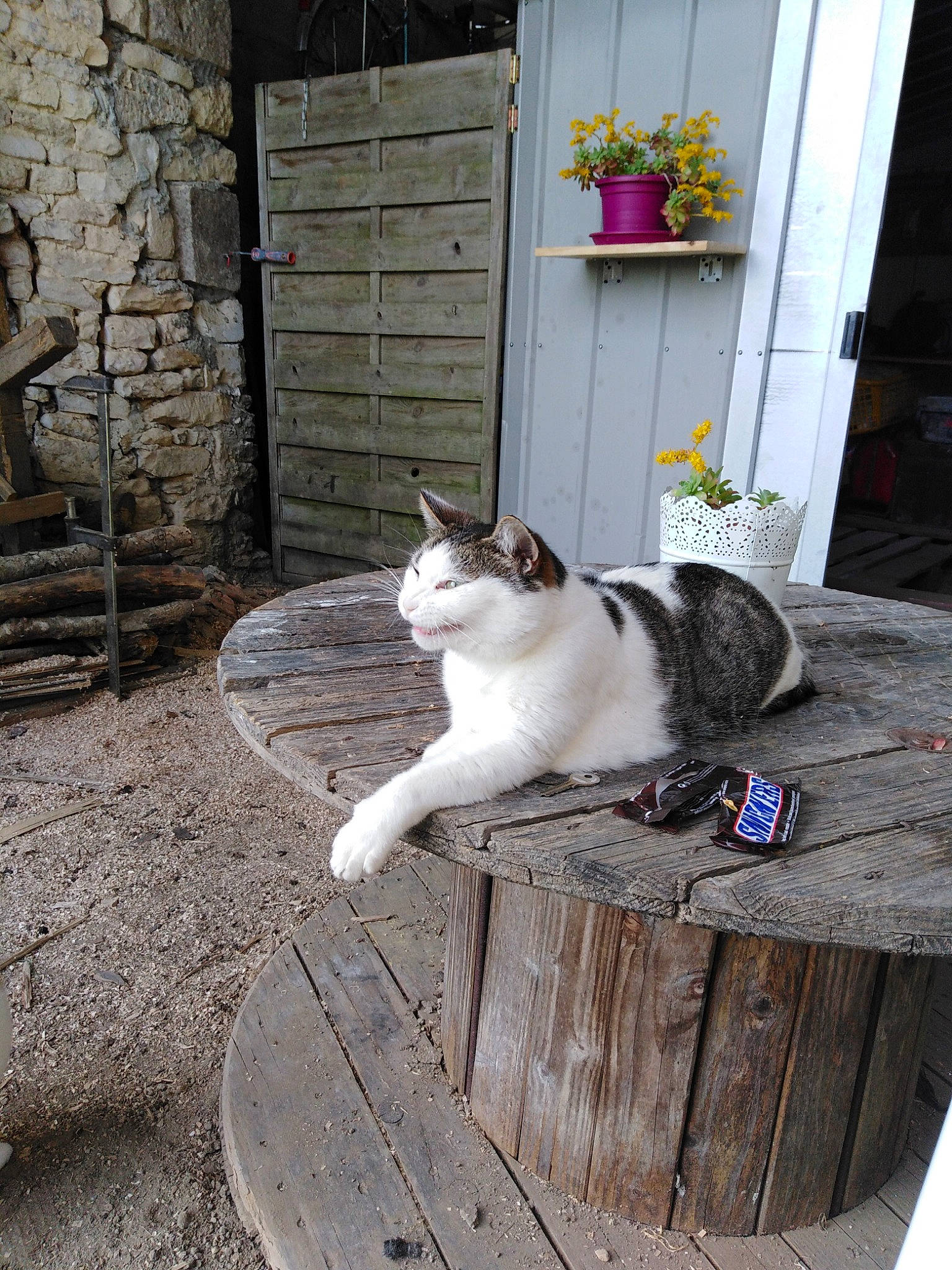 Perle a rejoint le concours — aidez-le/la à gagner de superbes lots ! aegean_cat, carnivore, cat, domestic_short_haired_cat, european_shorthair, felidae, kitten, plant, polydactyl_cat, small_to_medium_sized_cats, table, tail, whiskers, wood