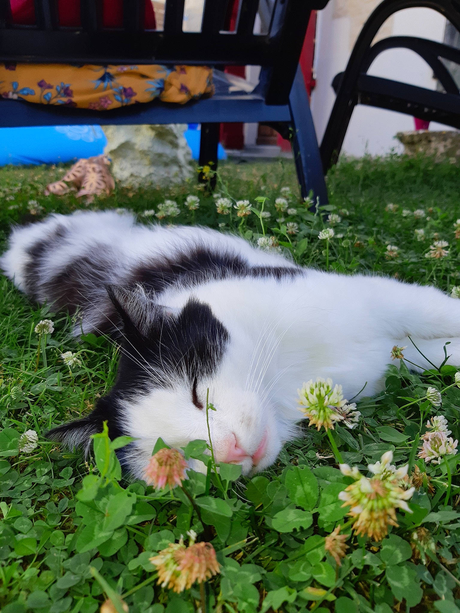Bagera participe au concours pour gagner de l'argent avec cette photo : carnivore, cat, felidae, flower, fur, grass, kitten, plant, small_to_medium_sized_cats, tail, whiskers