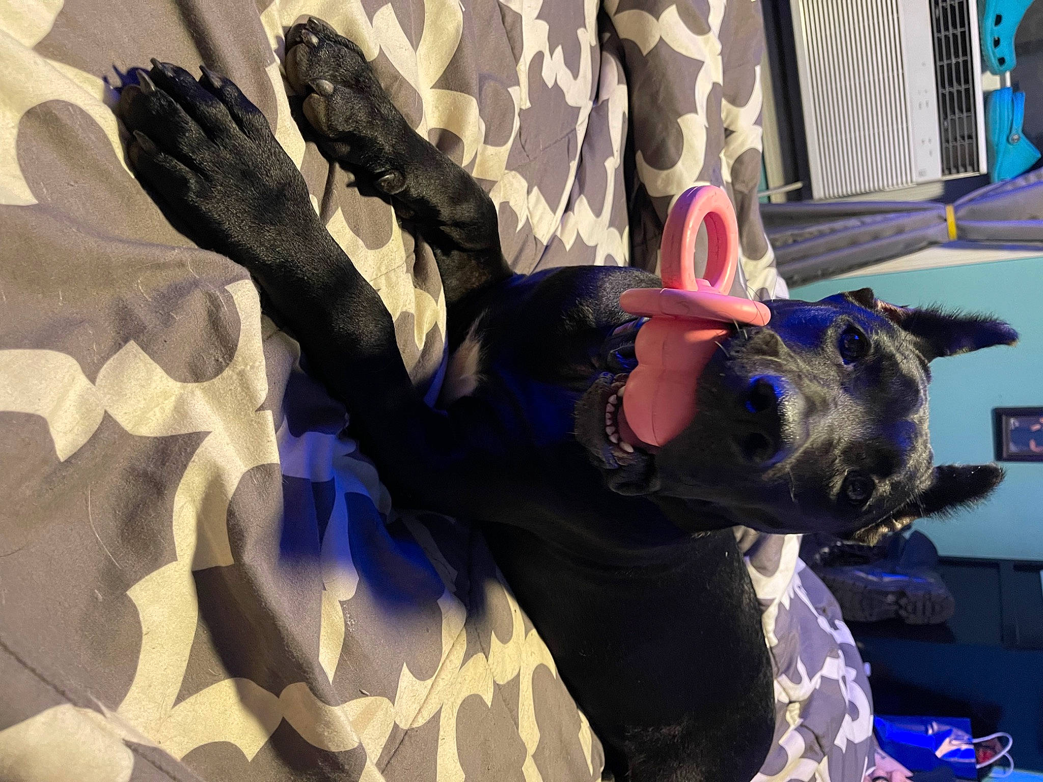 Coda joined the competition — help win amazing prizes! animation, art, black_hair, electric_blue, fictional_character, fun, fur, games, gesture, graphic_design, graphics, leisure, magenta, painting, pattern, plant, tree, visual_arts