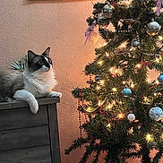 Kimba joined the competition — help win amazing prizes! cat, christmas_tree, ornaments, lights, dressed_furniture, indoor, holiday, decorations, feline, fur, wall, beige, wood, relaxing, cozy, festive, green, red, white, silver
