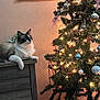 cat, christmas_tree, ornaments, lights, dressed_furniture, indoor, holiday, decorations, feline, fur, wall, beige, wood, relaxing, cozy, festive, green, red, white, silver