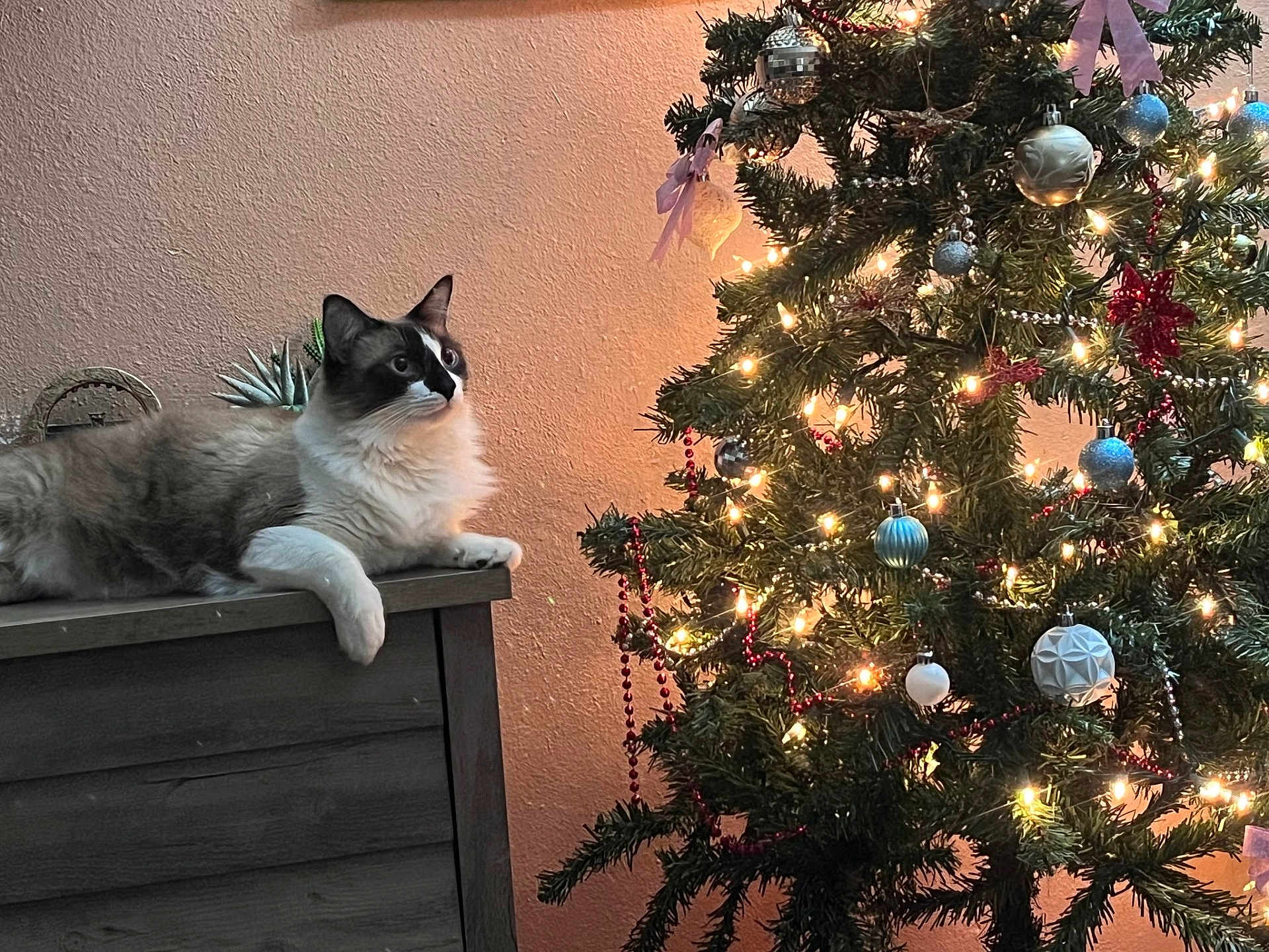 Kimba