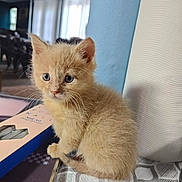 Bumble Bee is registered to the contest to win money with this photo: kitten, cat, orange_cat, fur, whiskers, indoor, table, box, blue, white, roll, curious, small, cute, pet, animal, texture, closeup, young, soft