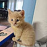 kitten, cat, orange_cat, fur, whiskers, indoor, table, box, blue, white, roll, curious, small, cute, pet, animal, texture, closeup, young, soft