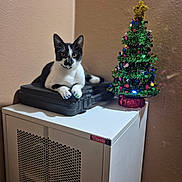 Kuro joined the competition — help win amazing prizes! cat, black_and_white, painted_nails, christmas_tree, decorations, indoor, cabinet, case, feline, holiday, festive, star, wall, resting, animal, pet, colorful, nails, small_tree, corner