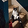 Kuro is registered to the contest to win money with this photo: cat, black_and_white, stairs, carpet, indoor, relaxed, pet, animal, feline, sitting, red_shoes, household, cozy, looking_at_camera, paw, tail, domestic, home, cute, resting