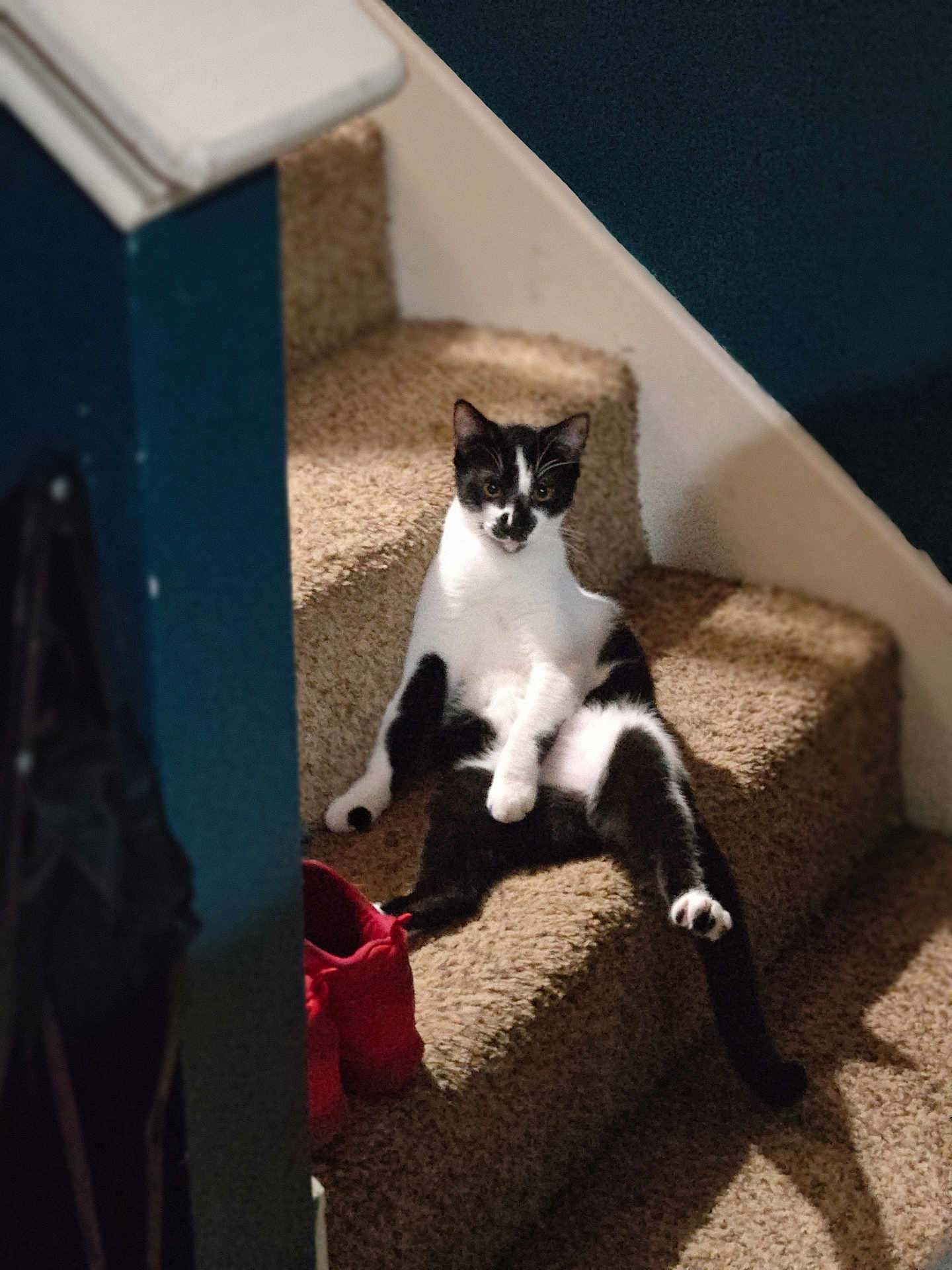 Kuro is registered to the contest to win money with this photo: cat, black_and_white, stairs, carpet, indoor, relaxed, pet, animal, feline, sitting, red_shoes, household, cozy, looking_at_camera, paw, tail, domestic, home, cute, resting