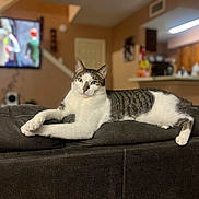 Rocky is registered to the contest to win money with this photo: cat, tabby_cat, white_cat, couch, furniture, living_room, indoor, pet, animal, relaxed, lounge, brown_couch, television, blurred_background, kitchen, domestic_cat, home, soft_lighting, looking_at_camera, resting