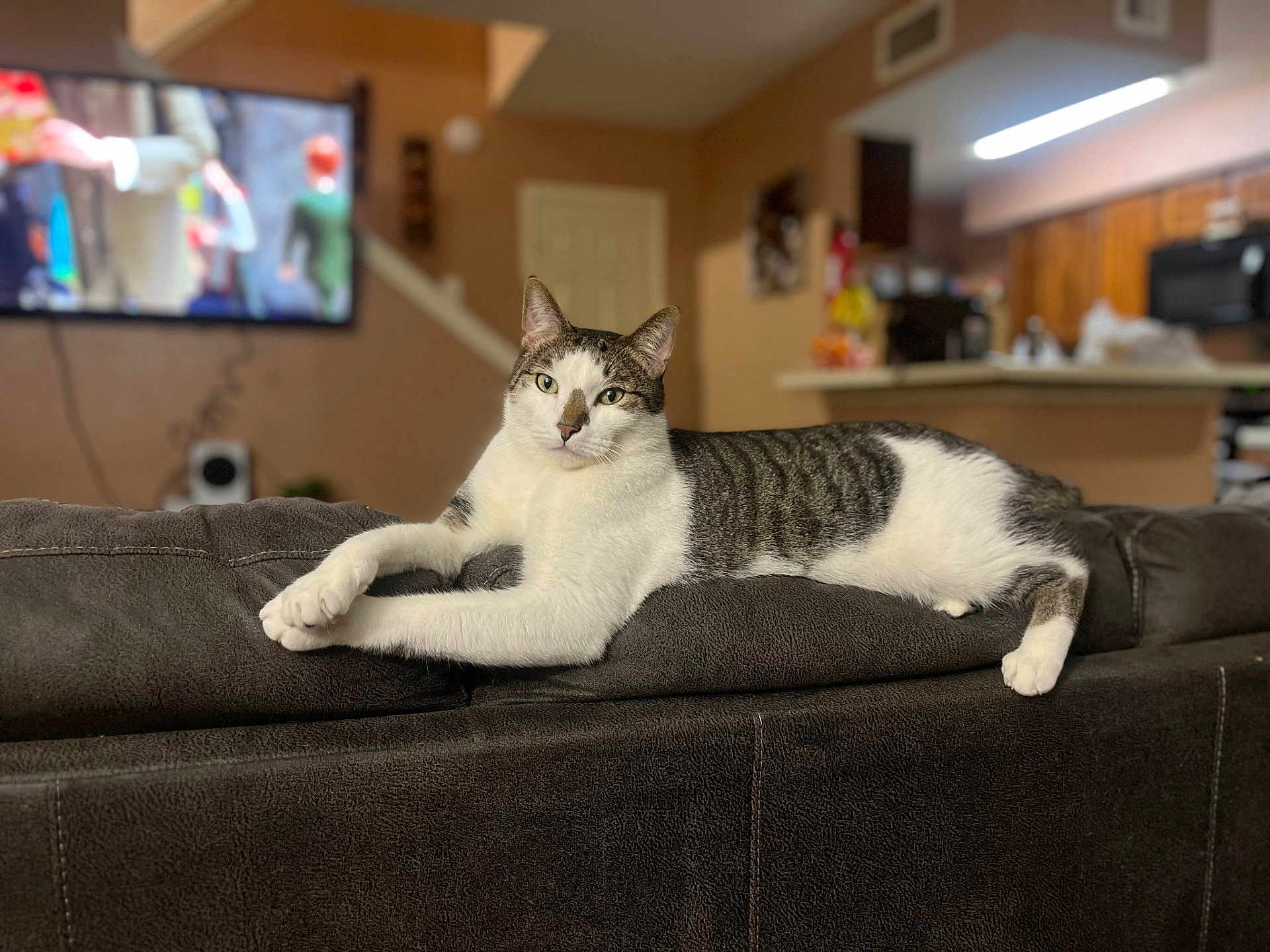 Rocky is registered to the contest to win money with this photo: cat, tabby_cat, white_cat, couch, furniture, living_room, indoor, pet, animal, relaxed, lounge, brown_couch, television, blurred_background, kitchen, domestic_cat, home, soft_lighting, looking_at_camera, resting