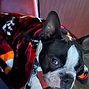 Oreo is registered to the contest to win money with this photo: dog, boston_terrier, blanket, chair, pet, animal, indoor, closeup, black_and_white, fur, paw, leash, portrait, cute, face, ears, sitting, resting, domestic_animal, cozy