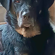 Rhubarbe participe au concours pour gagner de l'argent avec cette photo : animal, black_dog, calm, canine, close_up, companion, dog, domestic_animal, fur, household, indoor, lying_down, mammal, paw, pet, portrait, relaxed, resting, tan_markings, window